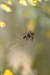 <img100*0:stuff/z/73640/spider%2520reference/i1264961046_2.jpg>