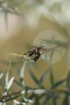 <img100*0:stuff/z/73640/spider%2520reference/i1264961047_3.jpg>