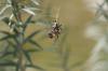 <img100*0:stuff/z/73640/spider%2520reference/i1264961047_4.jpg>
