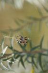 <img100*0:stuff/z/73640/spider%2520reference/i1264961049_6.jpg>