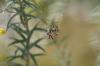 <img100*0:stuff/z/73640/spider%2520reference/i1264961052_13.jpg>