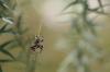 <img100*0:stuff/z/73640/spider%2520reference/i1264962199_7.jpg>