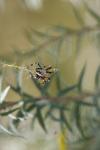 <img100*0:stuff/z/73640/spider%2520reference/i1264962201_9.jpg>