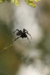 <img100*0:stuff/z/73640/spider%2520reference/i1264962202_11.jpg>