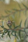 <img100*0:stuff/z/73640/spider%2520reference/i1264962202_12.jpg>