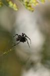 <img100*0:stuff/z/73640/spider%2520reference/i1264962205_17.jpg>