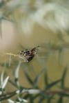 <img100*0:stuff/z/73640/spider%2520reference/i1264962206_19.jpg>