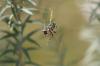 <img100*0:stuff/z/73640/spider%2520reference/i1264962206_20.jpg>