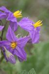 <img100*0:stuff/z/73640/spring%2520upload%25202/i1264651105_23.jpg>
