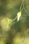 <img100*0:stuff/z/73640/spring%2520upload%25202/i1264709877_11.jpg>