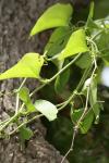 <img100*0:stuff/z/73640/spring%2520upload%25202/i1264709877_3.jpg>