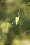<img100*0:stuff/z/73640/spring%2520upload%25202/i1264709877_7.jpg>