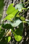 <img100*0:stuff/z/73640/spring%2520upload%25202/i1264709878_13.jpg>
