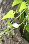 <img100*0:stuff/z/73640/spring%2520upload%25202/i1264709878_16.jpg>