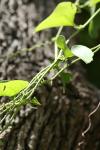 <img100*0:stuff/z/73640/spring%2520upload%25202/i1264709879_22.jpg>