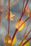 <img100*0:stuff/z/73640/spring%2520upload%25202/i1264711130_15.jpg>