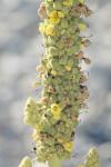 <img100*0:stuff/z/73640/spring%2520upload%25202/i1264711130_19.jpg>