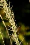 <img100*0:stuff/z/73640/spring%2520upload%25202/i1264711130_21.jpg>