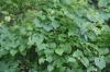 <img100*0:stuff/z/73640/spring%2520upload%25202/i1264711130_22.jpg>