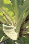 <img100*0:stuff/z/73640/spring%2520upload%25202/i1264711130_24.jpg>