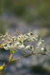 <img100*0:stuff/z/73640/spring%2520upload%25202/i1264711130_29.jpg>