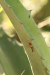 <img100*0:stuff/z/73640/spring%2520upload%25202/i1264711130_30.jpg>
