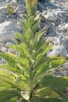 <img100*0:stuff/z/73640/spring%2520upload%25202/i1264711130_4.jpg>