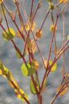 <img100*0:stuff/z/73640/spring%2520upload%25202/i1264711131_32.jpg>
