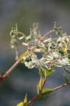 <img100*0:stuff/z/73640/spring%2520upload%25202/i1264711131_33.jpg>