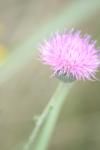 <img100*0:stuff/z/73640/spring%2520upload%25206/i1264735982_7.jpg>