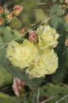 <img100*0:stuff/z/73640/spring%2520upload/i1263492812_11.jpg>