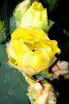 <img100*0:stuff/z/73640/spring%2520upload/i1263492812_13.jpg>