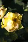 <img100*0:stuff/z/73640/spring%2520upload/i1263492813_22.jpg>