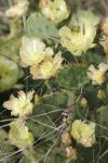<img100*0:stuff/z/73640/spring%2520upload/i1263492814_24.jpg>
