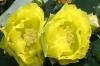 <img100*0:stuff/z/73640/spring%2520upload/i1263492814_29.jpg>