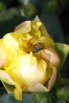 <img100*0:stuff/z/73640/spring%2520upload/i1263492814_32.jpg>