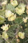 <img100*0:stuff/z/73640/spring%2520upload/i1263492815_34.jpg>