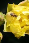 <img100*0:stuff/z/73640/spring%2520upload/i1263492815_39.jpg>