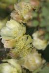 <img100*0:stuff/z/73640/spring%2520upload/i1263494721_4.jpg>
