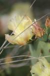 <img100*0:stuff/z/73640/spring%2520upload/i1263494722_13.jpg>