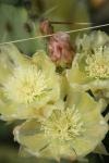 <img100*0:stuff/z/73640/spring%2520upload/i1263494722_6.jpg>