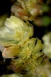 <img100*0:stuff/z/73640/spring%2520upload/i1263494723_33.jpg>