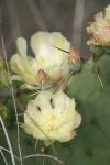 <img100*0:stuff/z/73640/spring%2520upload/i1263494723_37.jpg>