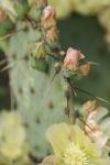 <img100*0:stuff/z/73640/spring%2520upload/i1263494723_40.jpg>
