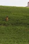 <img100*0:stuff/z/73640/squirrel%2520ref.1/i1278637103_1.jpg>