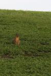<img100*0:stuff/z/73640/squirrel%2520ref.1/i1278637106_2.jpg>