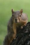 <img100*0:stuff/z/73640/squirrel%2520ref.1/i1278637107_3.jpg>