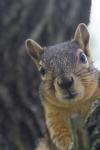 <img100*0:stuff/z/73640/squirrel%2520ref.1/i1278637108_4.jpg>