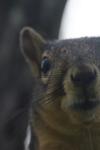 <img100*0:stuff/z/73640/squirrel%2520ref.1/i1278637109_5.jpg>