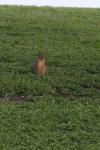<img100*0:stuff/z/73640/squirrel%2520ref.1/i1278637109_6.jpg>